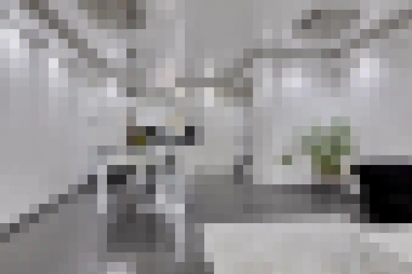 Wildenborghstraat 105 Den Haag thumbnail 7