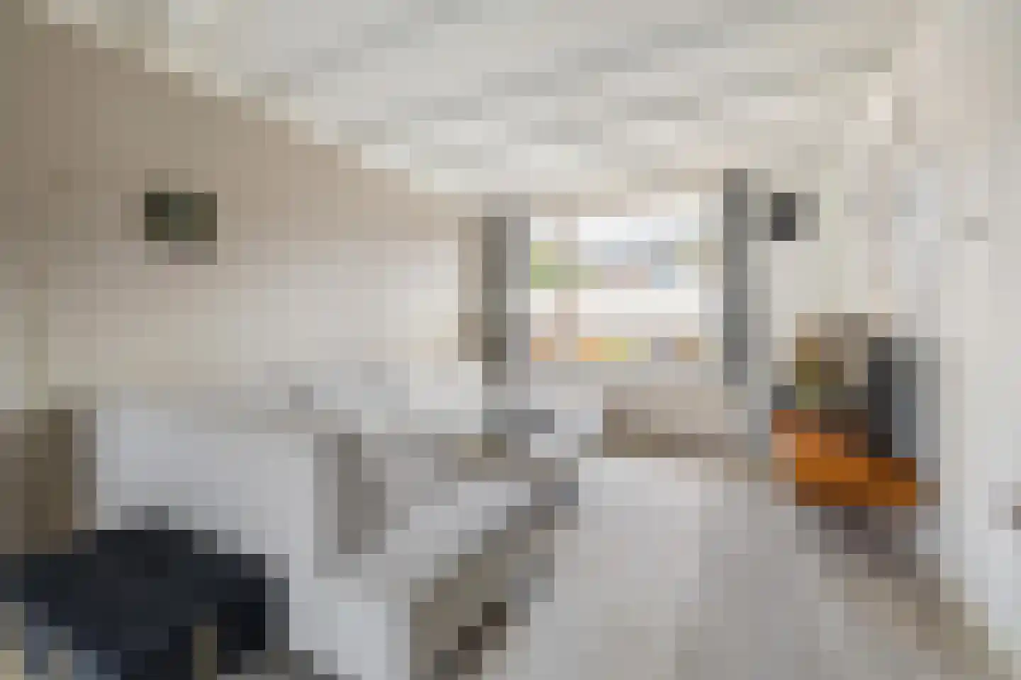 Wilderen 214 Breda thumbnail 8
