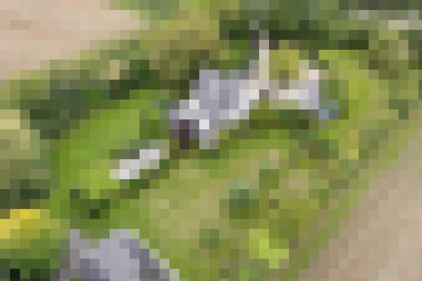 Wildervangseweg 1 Strijen thumbnail 47