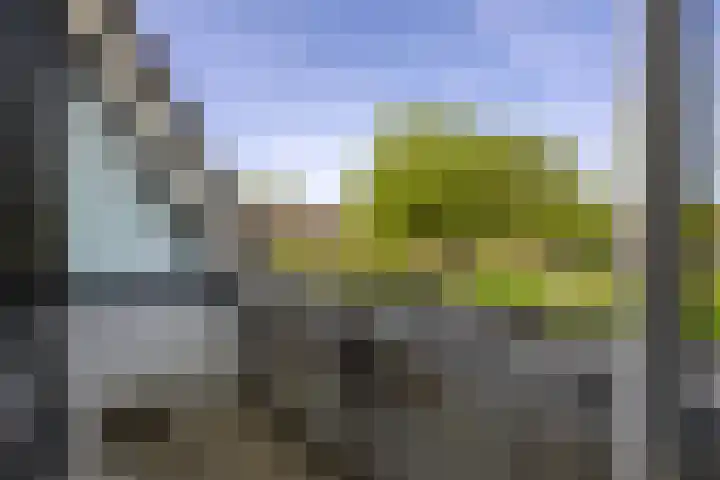 Wildforster 63 Barneveld thumbnail 20