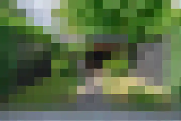 Wildforster 84 Barneveld thumbnail 39