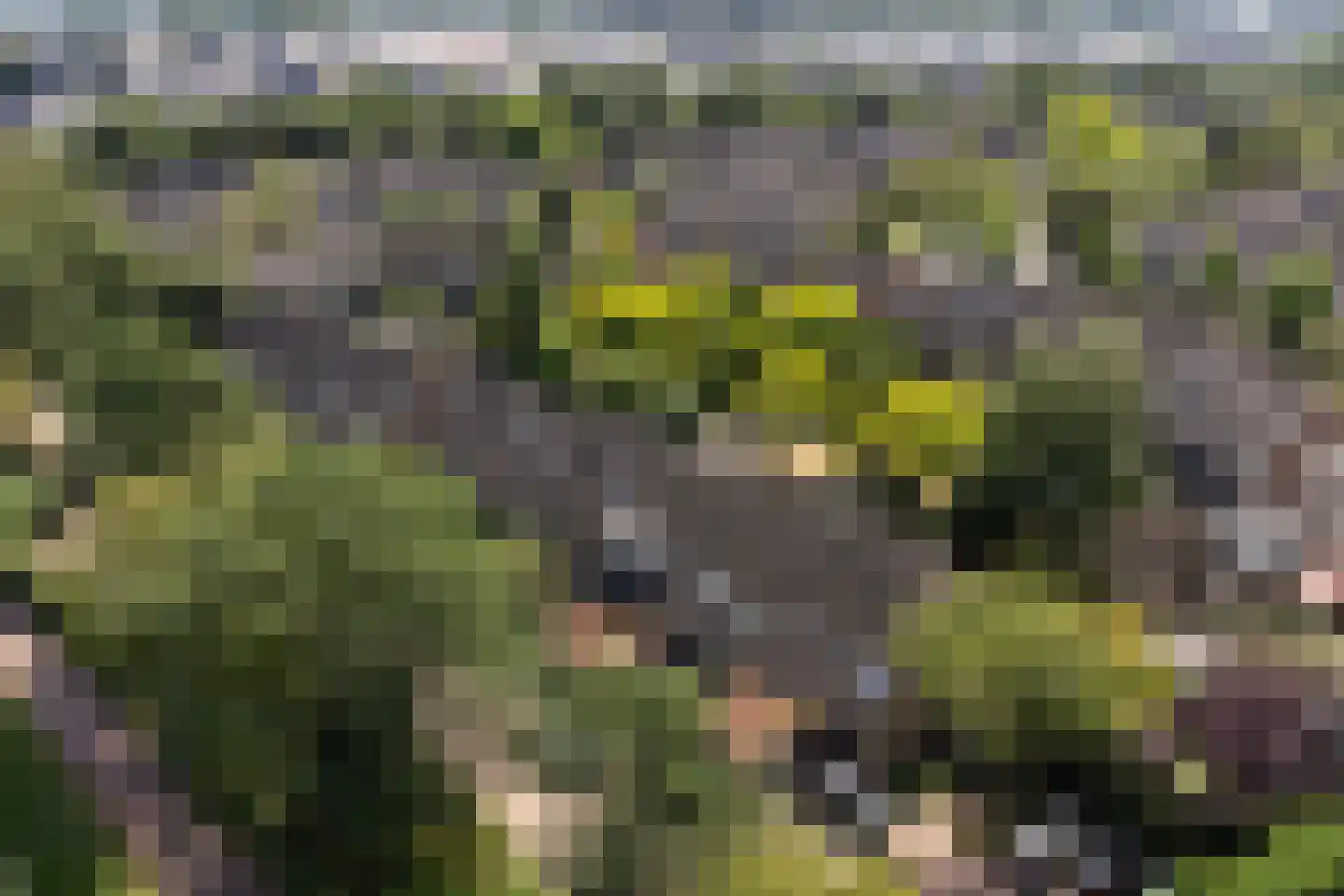 Wildforster 89 Barneveld thumbnail 29