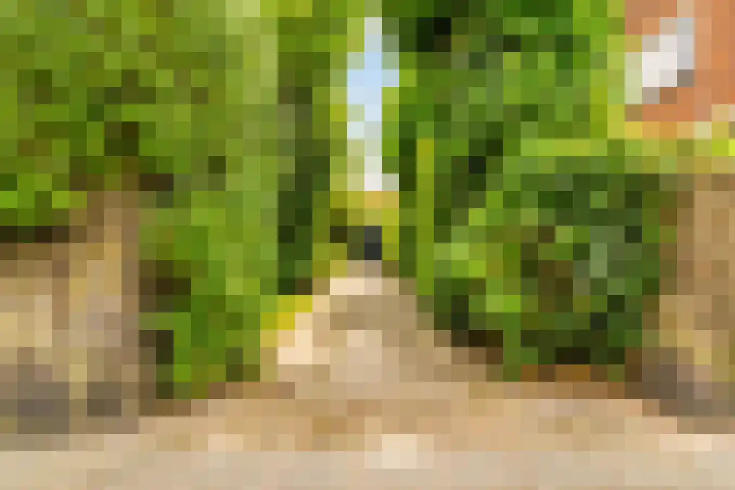 Wildhoeflaan 34 Den Haag thumbnail 4