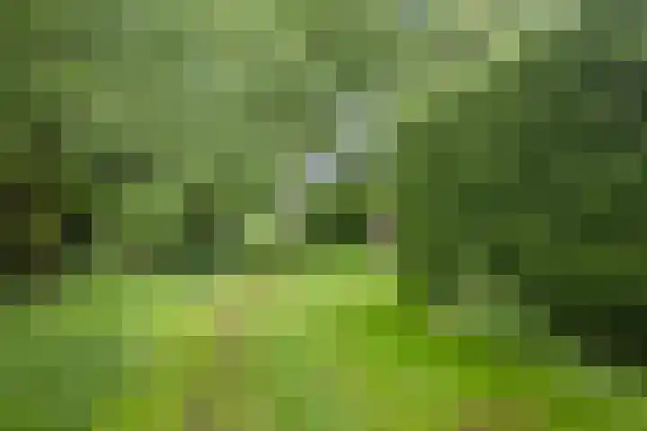 Wildkansel 14 Epe thumbnail 25