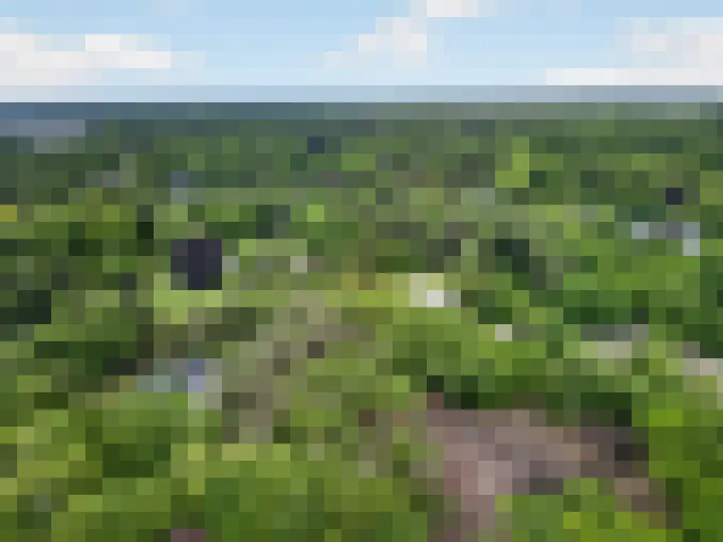 Wildpad 4 A Vught thumbnail 58