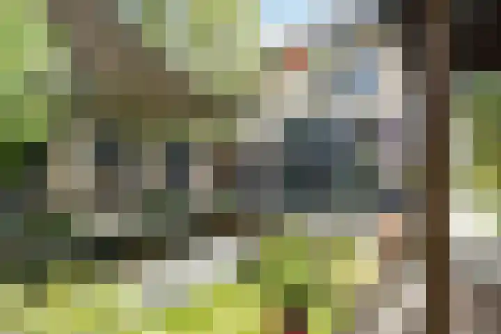 Wildwal 4 Veldhoven thumbnail 38