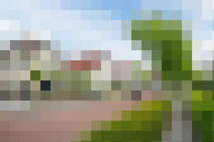 Wildwal 4 Veldhoven thumbnail 46