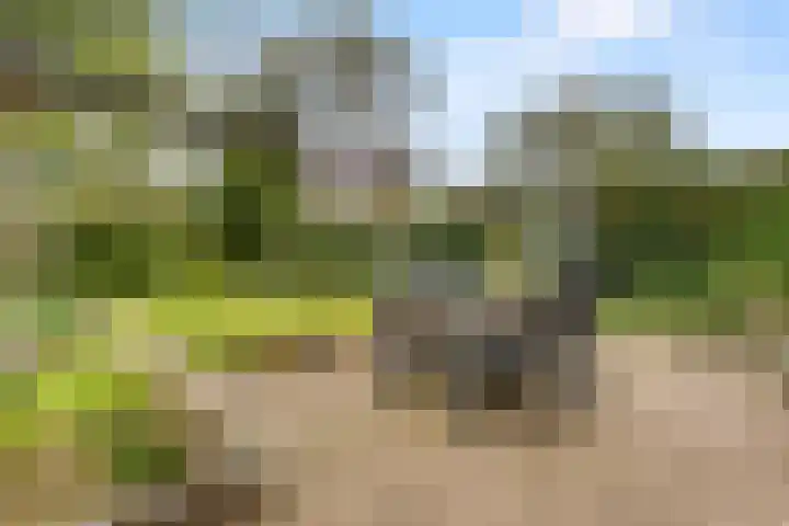 Wildzang 5 Huissen thumbnail 13