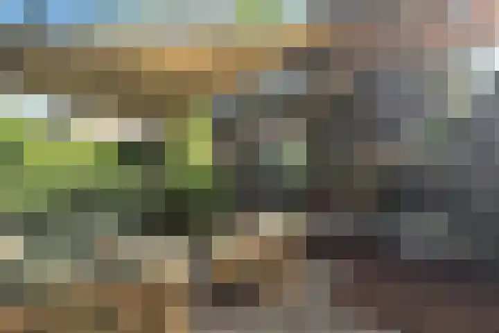 Wildzoom 1 Barneveld thumbnail 42