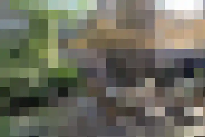 Wildzoom 1 Barneveld thumbnail 44