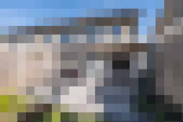 Wildzoom 42 Barneveld thumbnail 34