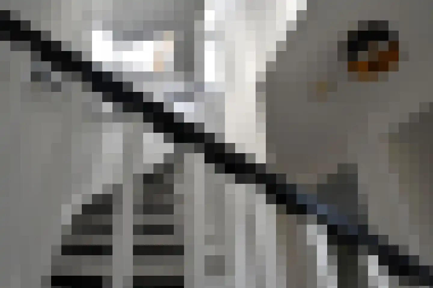 Wilg 2 Leek thumbnail 25