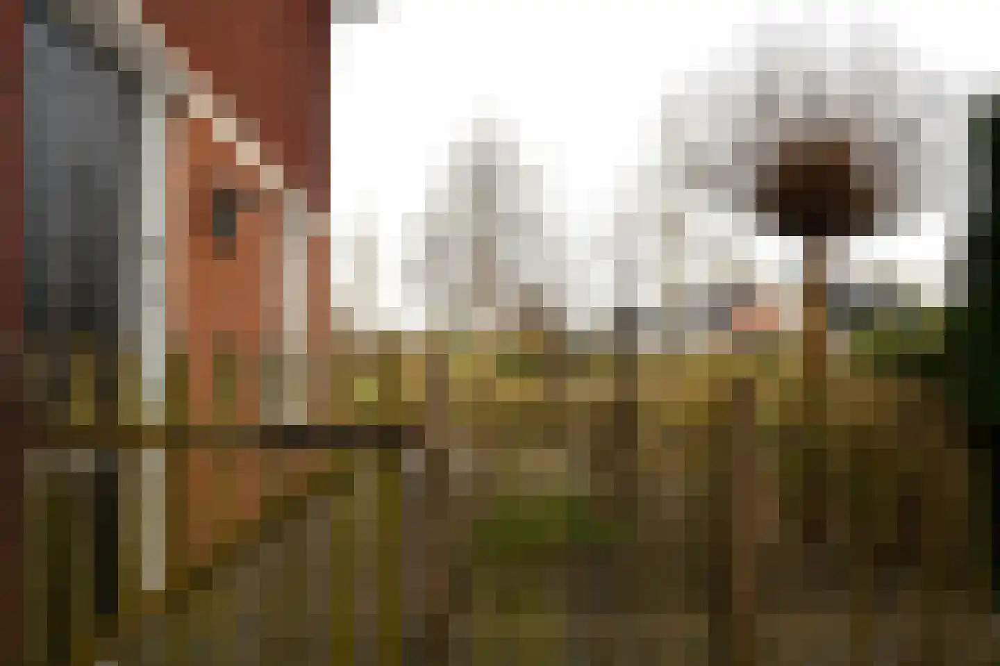 Wilg 2 Leek thumbnail 39