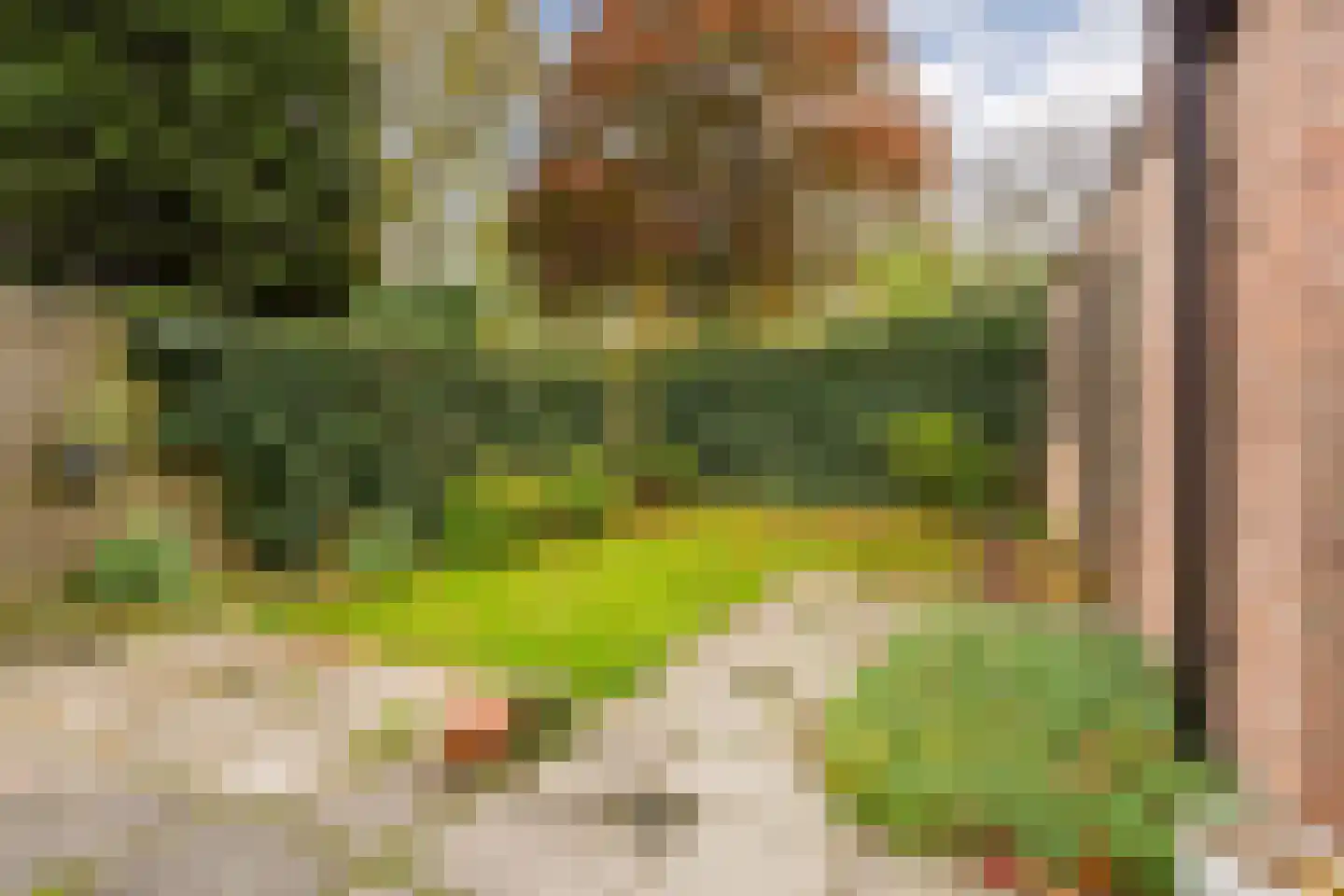 Wilgeboom 15 Culemborg thumbnail 29