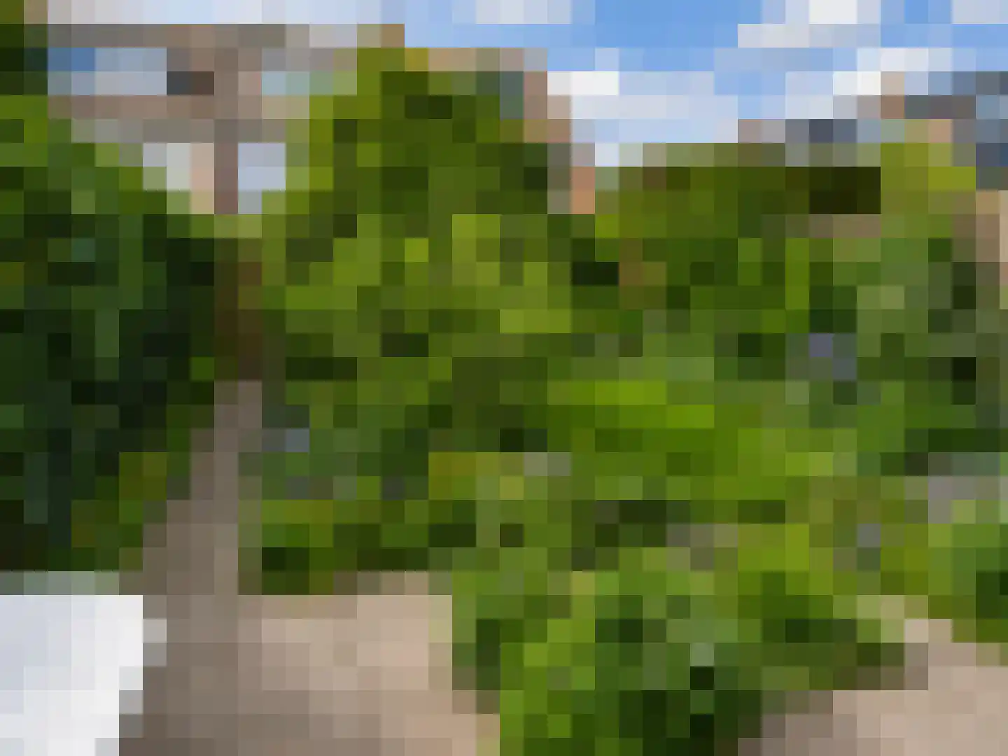 Wilgeboom 51 Culemborg thumbnail 23