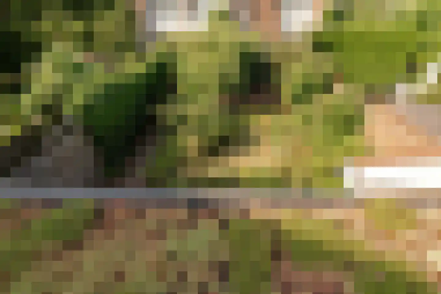 Wilgeboom 51 Culemborg thumbnail 33