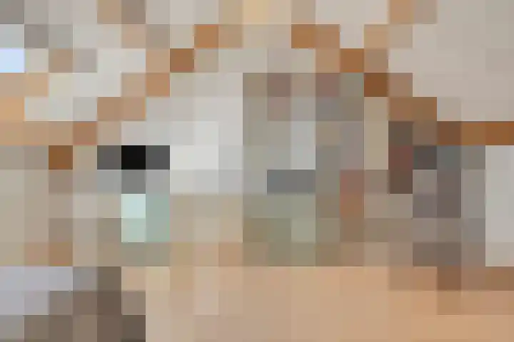 Wilgehaantje 4 Deventer thumbnail 24