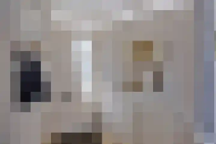Wilgenbeemd 12 Assen thumbnail 6