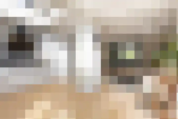Wilgenhoek 12 Klaaswaal thumbnail 18