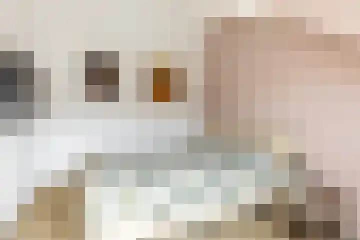 Wilgenhoek 12 Klaaswaal thumbnail 31