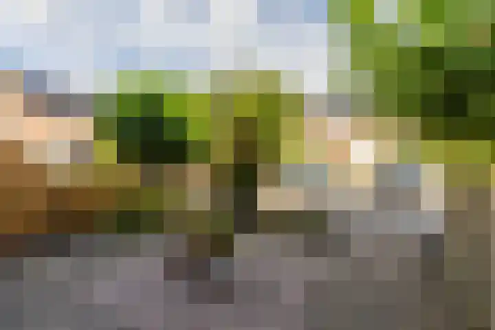 Wilgenhoek 12 Klaaswaal thumbnail 8
