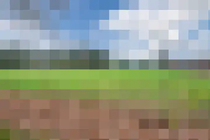Wilgenhoek 51 Vroomshoop thumbnail 58
