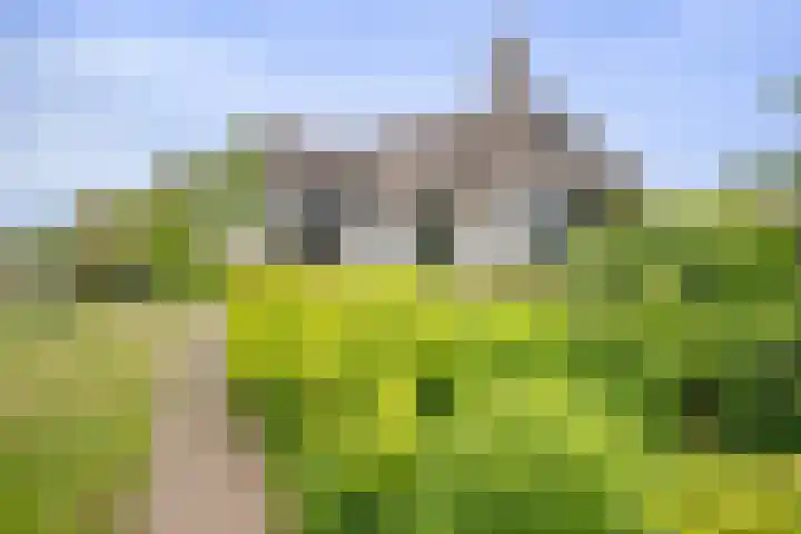 Wilgenhof 12 Berkenwoude thumbnail 53