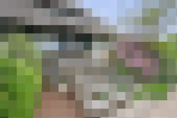 Wilgenhof 12 Berkenwoude thumbnail 61