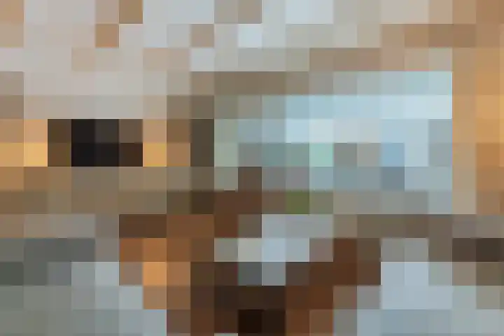 Wilgenhof 14 Gendt thumbnail 17