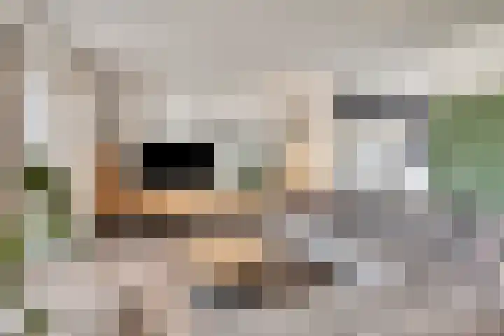 Wilgenhof 54 Deurne thumbnail 12