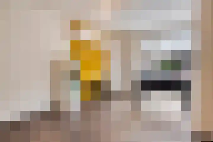 Wilgenhof 54 Deurne thumbnail 16