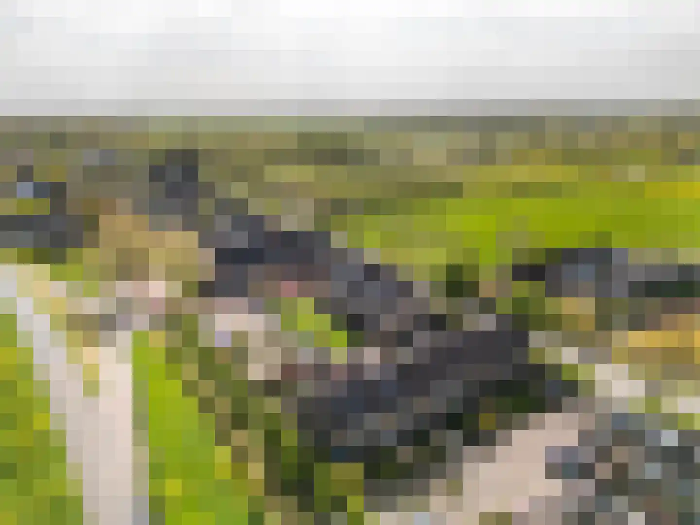 Wilgenhof 7 Spijk thumbnail 4