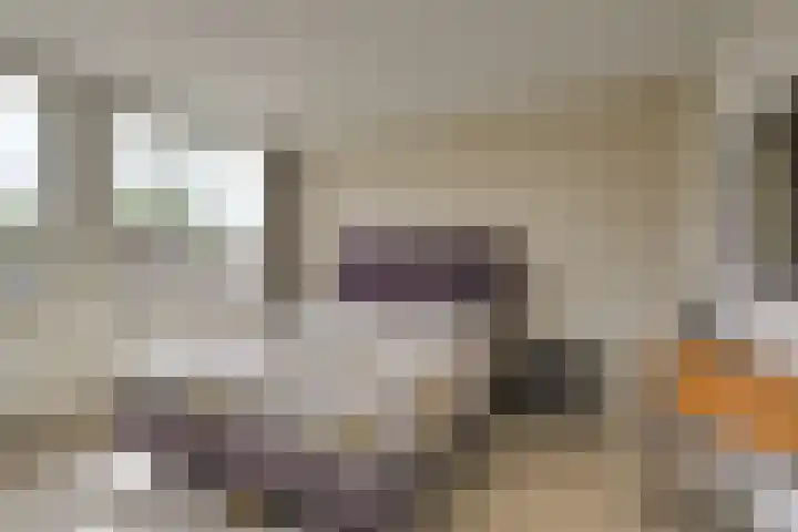 Wilgenhove 29 Kwintsheul thumbnail 24