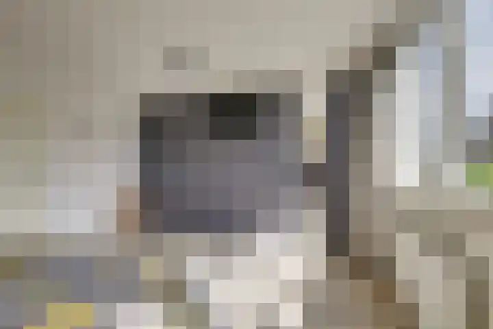 Wilgenhove 29 Kwintsheul thumbnail 26