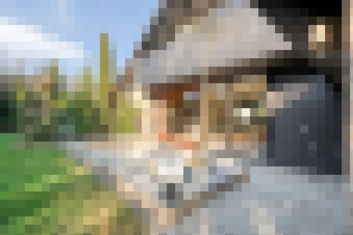 Wilgenkamp 46 Losser thumbnail 4