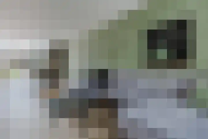 Wilgenlaan 1 Leimuiden thumbnail 13