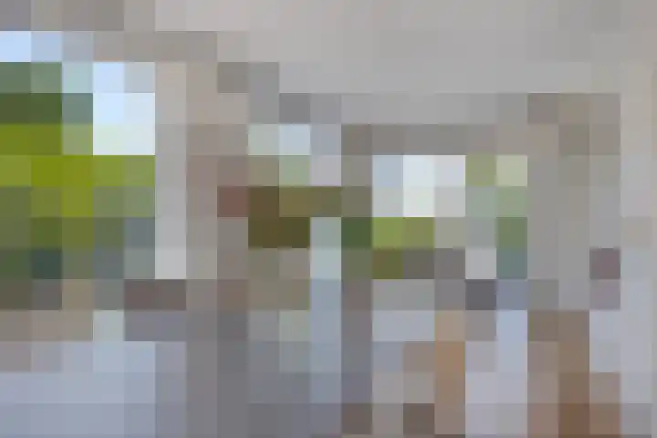 Wilgenlaan 13 Maasbracht thumbnail 22