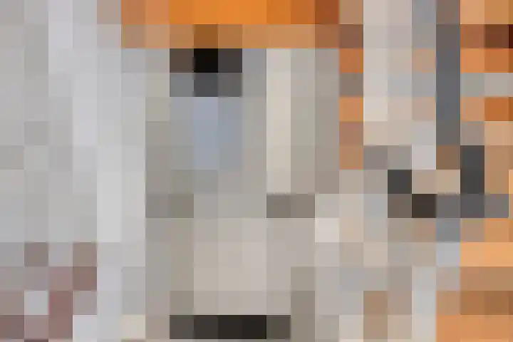 Wilgenlaan 13 Maasbracht thumbnail 42