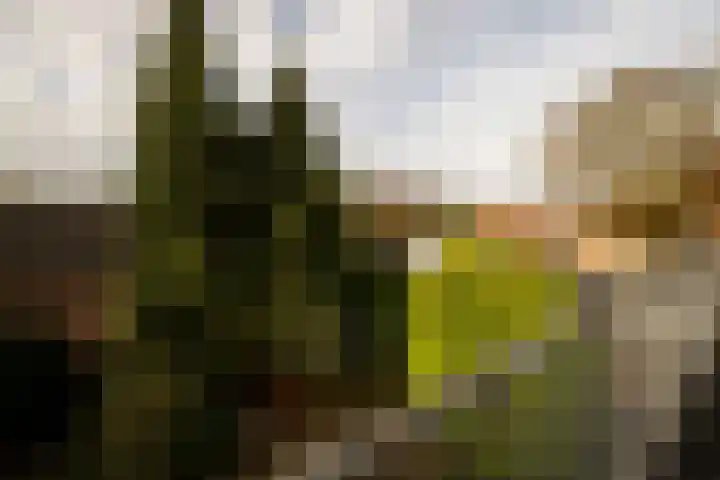 Wilgenlaan 142 Zwanenburg thumbnail 41