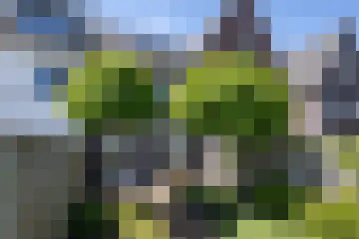 Wilgenlaan 19 Dirksland thumbnail 22