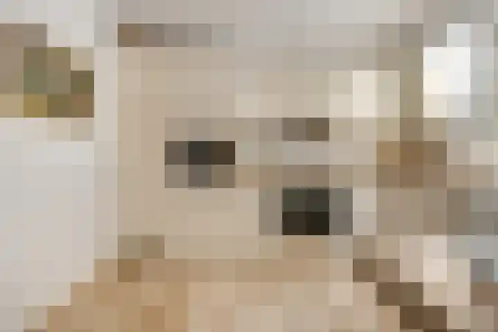 Wilgenlaan 20 Ede thumbnail 10