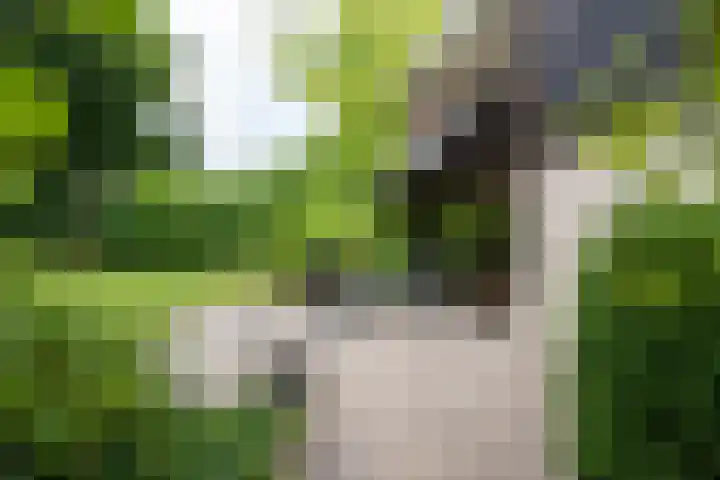 Wilgenlaan 24 Hattem thumbnail 36