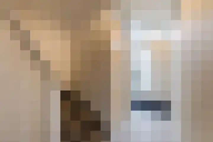 Wilgenoord 58 Bodegraven thumbnail 8