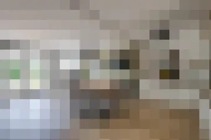 Wilgenroos 15 Hoeven thumbnail 12
