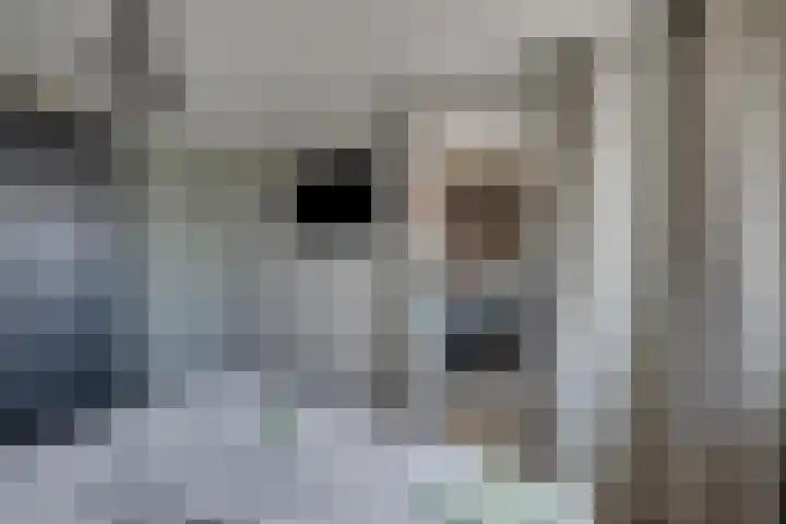 Wilgenroos 15 Hoeven thumbnail 22