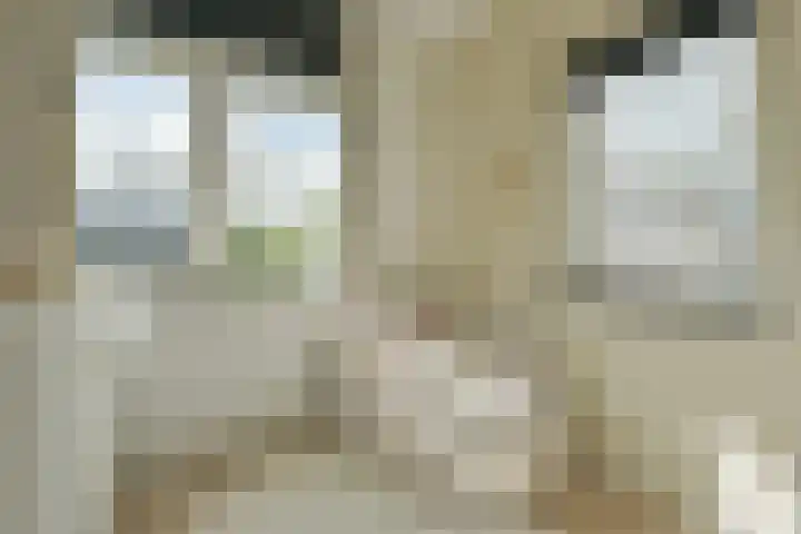 Wilgenroos 2 Kockengen thumbnail 20