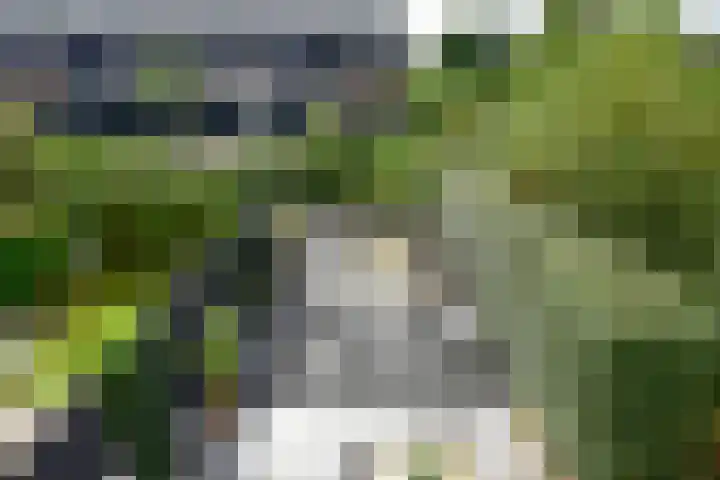 Wilgenroos 2 Kockengen thumbnail 28
