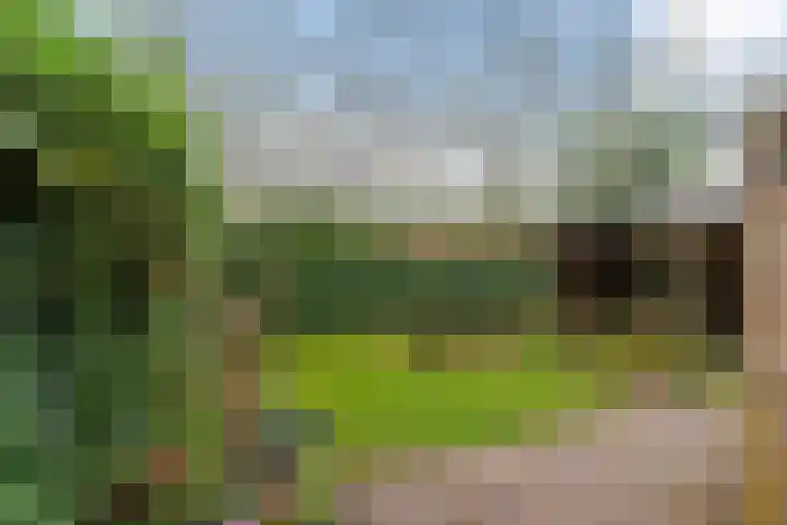 Wilgenroos 40 Gieten thumbnail 44