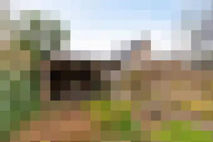 Wilgenroos 40 Gieten thumbnail 45
