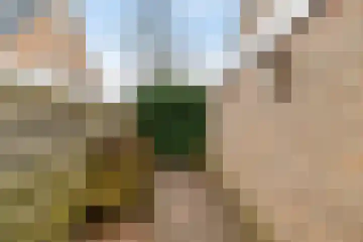 Wilgenroos 40 Gieten thumbnail 49